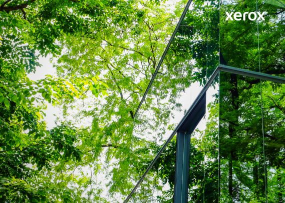 Reflection of trees visible in the glass facade of a modern building, creating a harmonious blend of nature and architecture.